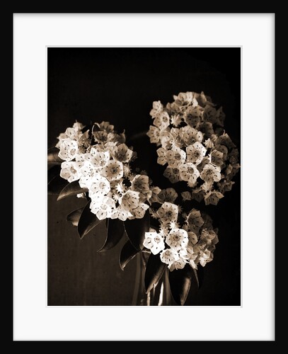 Laurel blossom, Flowers by Anonymous