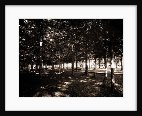 Grove, Bay View by Anonymous