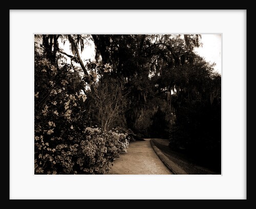 The Slope walk, Magnolia-on-the-Ashley by Anonymous
