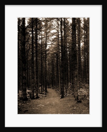 The Cathedral woods, North Conway by Anonymous