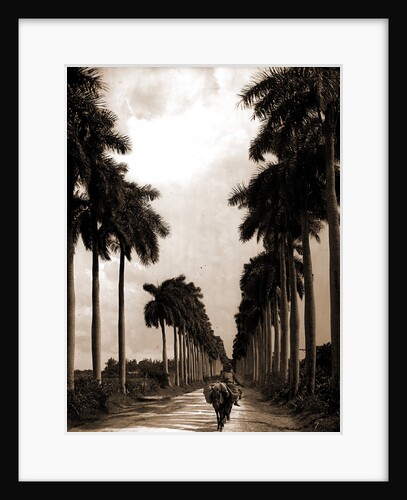 Avenue of Palms, Havana by Anonymous