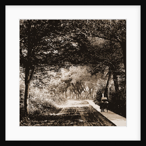 Under the willows, Rye Beach by Anonymous