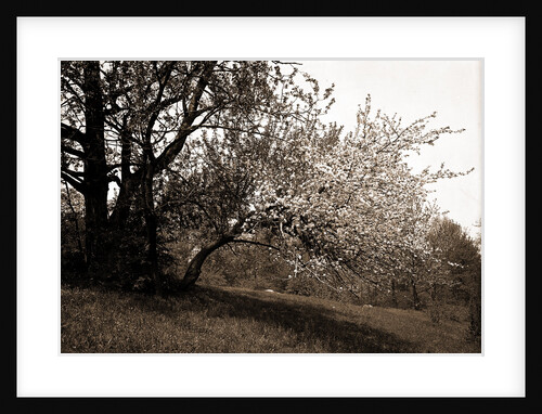 Apple blossoms, Apple trees by Anonymous