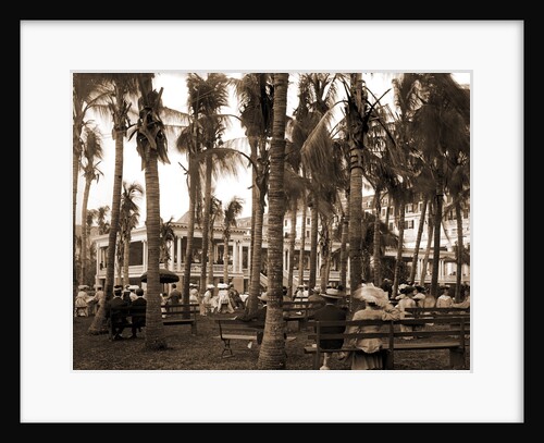 Afternoon concert hour, Royal Poinciana by Anonymous