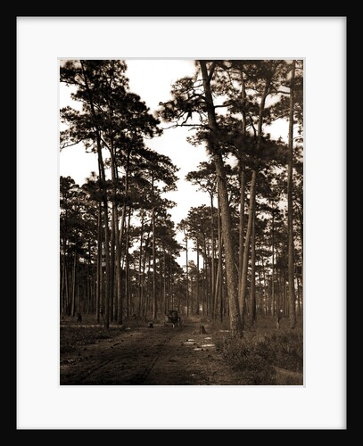 In the pine woods, Florida by Anonymous