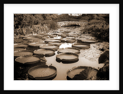Lily pond, Como Park by Anonymous