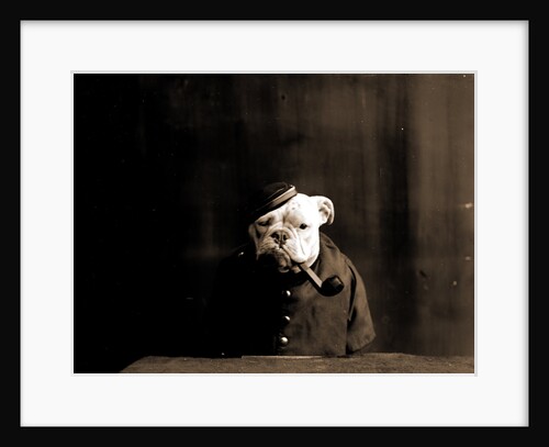 Tommy Atkins, Dogs by Anonymous