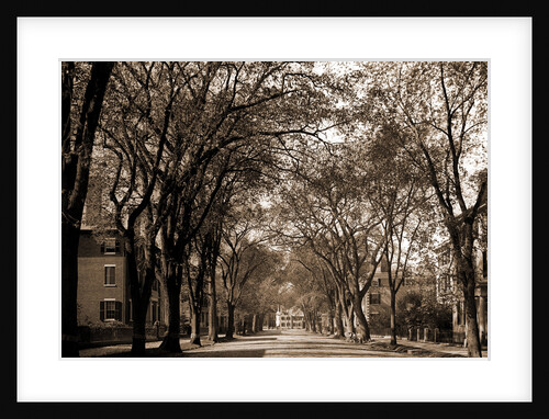Chestnut St, Salem by Anonymous