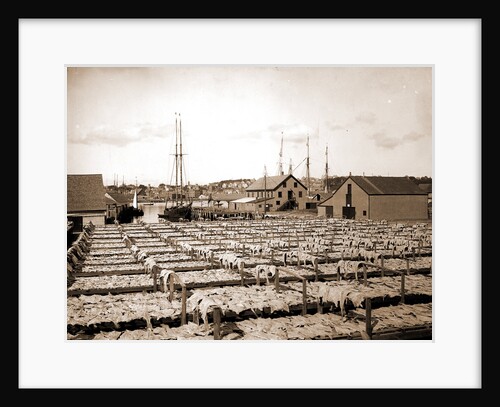 Drying fish, Gloucester by Anonymous