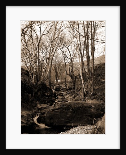 Rocks and birches, Berkshire Hills by Anonymous