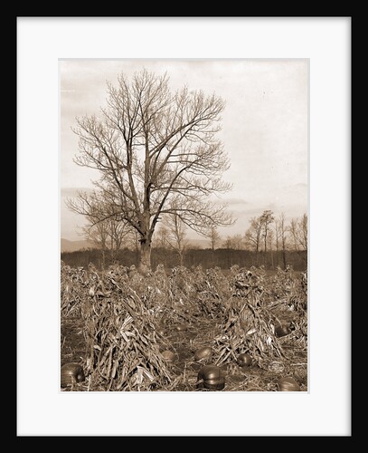 Corn and pumpkins, Berkshire Hills by Anonymous