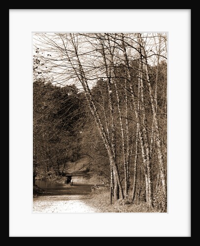 Black birches, Zoo park National Zoological Park by Anonymous