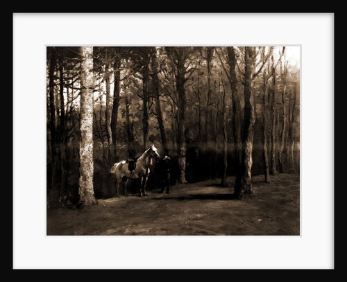 Pine woods by Anonymous