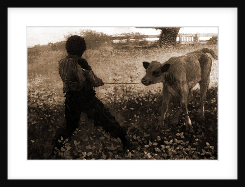 The unruly calf by Winslow Homer