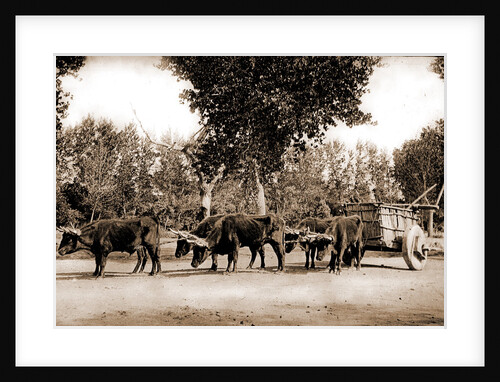Mexican carreta, Chihuahua by Anonymous