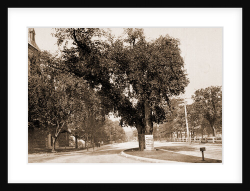 The Washington Elm, Cambridge by George Washington