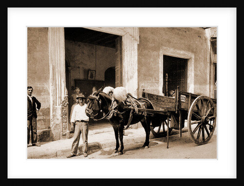 Un Mulo de la Habana by William Henry Jackson