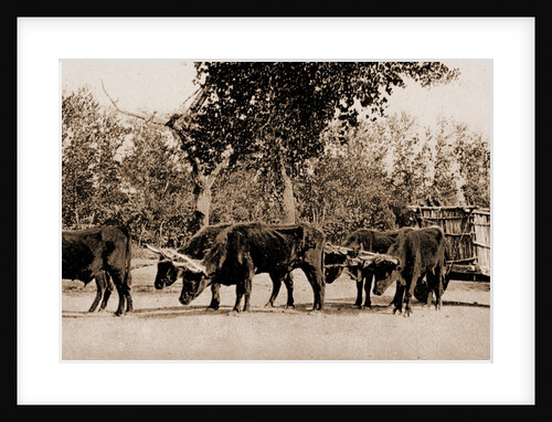 Mexican carreta, Chihuahua by William Henry Jackson
