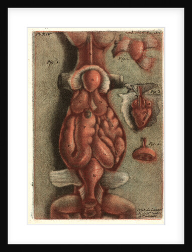 Dissection of a Lizard, Plate 15, 1756 by Jean-Baptiste André Gautier-Dagoty