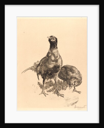 Pheasants, Rooster, and Hen (Faisons, Coq, et Poule), 1898 by Félix Bracquemond
