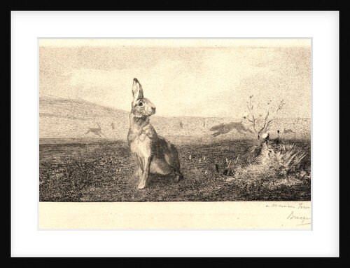 The Hare (Le Lièvre) by Félix Bracquemond
