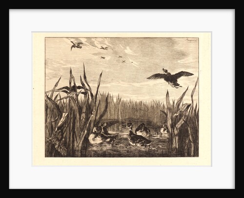 Teal (Sarcelles) by Félix Bracquemond