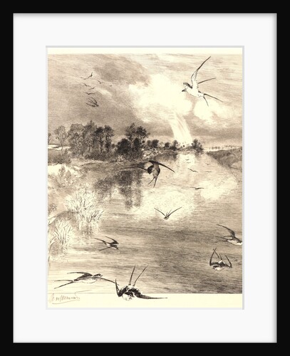 The Swallows (Les Hirondelles). by Félix Bracquemond