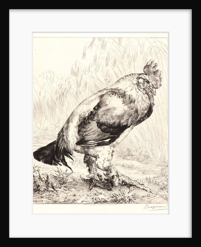 The Old Rooster (Le Vieux Coq) by Félix Bracquemond
