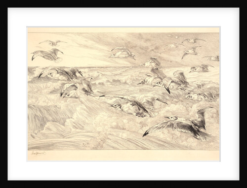 Sea Gulls (Les Mouettes) by Félix Bracquemond