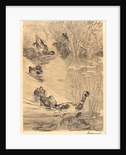 Ducks Playing (Ebats de Canards) by Félix Bracquemond