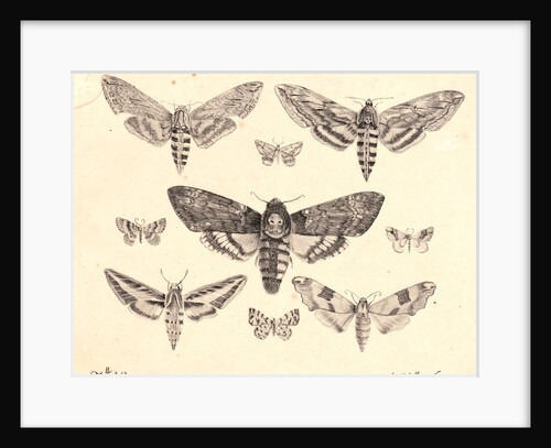 Nine Moths by Mlle. A. B.