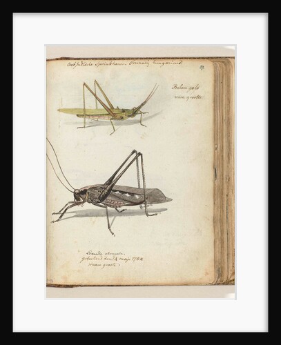 Insects by Jan Brandes