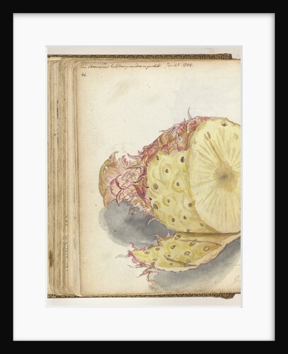 Pineapple by Jan Brandes