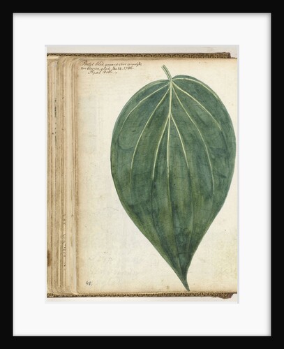 betel leaf of sirih by Jan Brandes