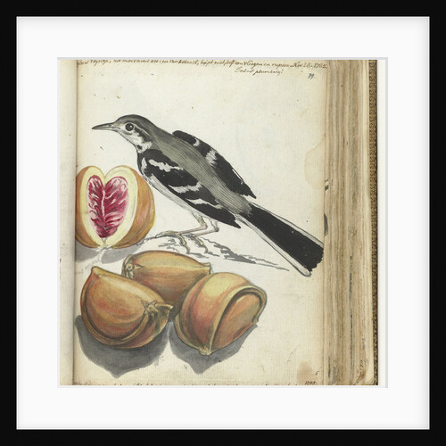 Ceylon bird at Adam's apple by Jan Brandes