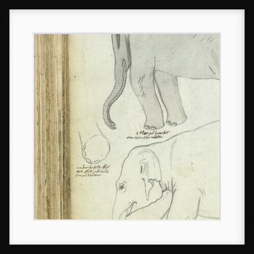 Young elephant by Jan Brandes
