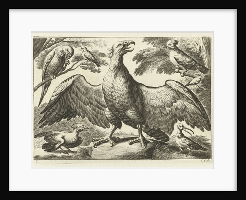 Eagle by Francis Barlow
