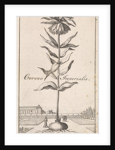 Imperial Crown, Caspar Luyken by Jan Claesz ten Hoorn