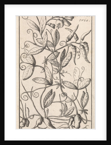 Tuberous Pea, Caspar Luyken by Jan Claesz ten Hoorn