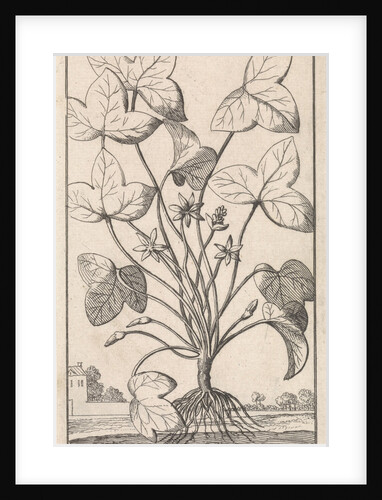 Liver Herb, Caspar Luyken by Jan Claesz ten Hoorn