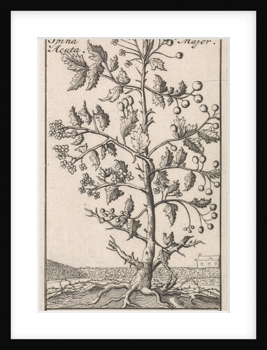 Hawthorn, Caspar Luyken by Jan Claesz ten Hoorn