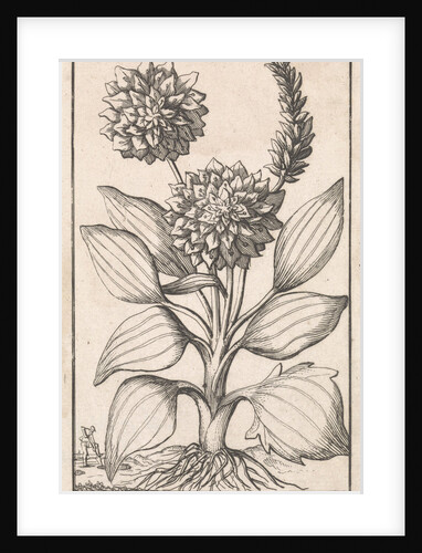 Plantain, Caspar Luyken by Jan Claesz ten Hoorn