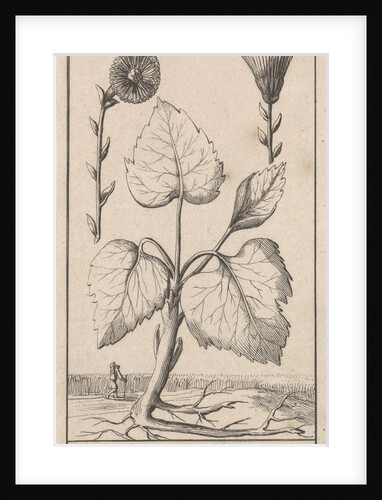 Coltsfoot with cough herb, Caspar Luyken by Jan Claesz ten Hoorn