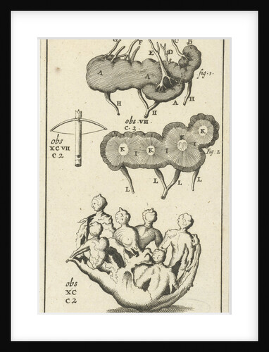 Anatomic image VII by Jan Claesz ten Hoorn