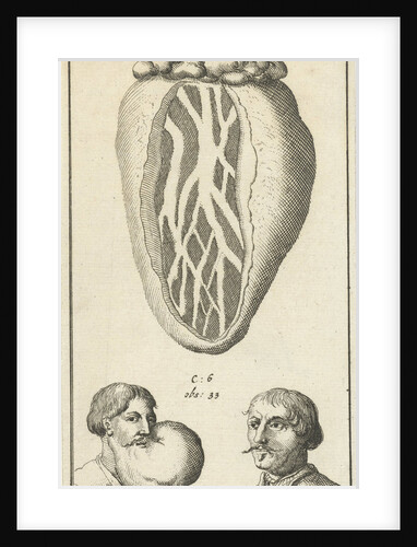 Anatomic image XIV by Jan Claesz ten Hoorn