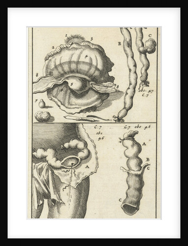 anatomic image XIX by Jan Claesz ten Hoorn
