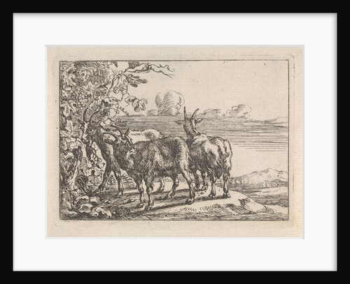 Goats at a vine by G. Quineau