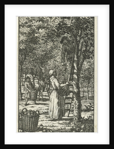September men and women picking fruit in an orchard. by Jan Caspar Philips