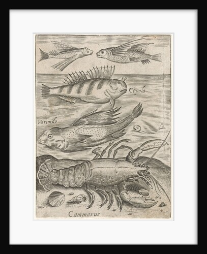 Study Sheet with four fish and a lobster by Monogrammist