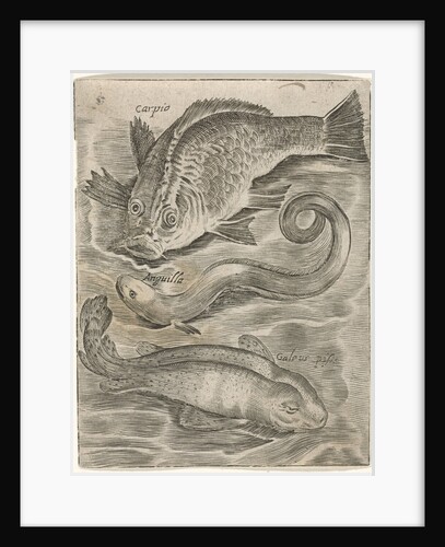 Study Sheet with three fish by Adriaen Collaert